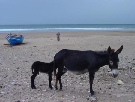 hia a ia ia lol un tof de tafadna